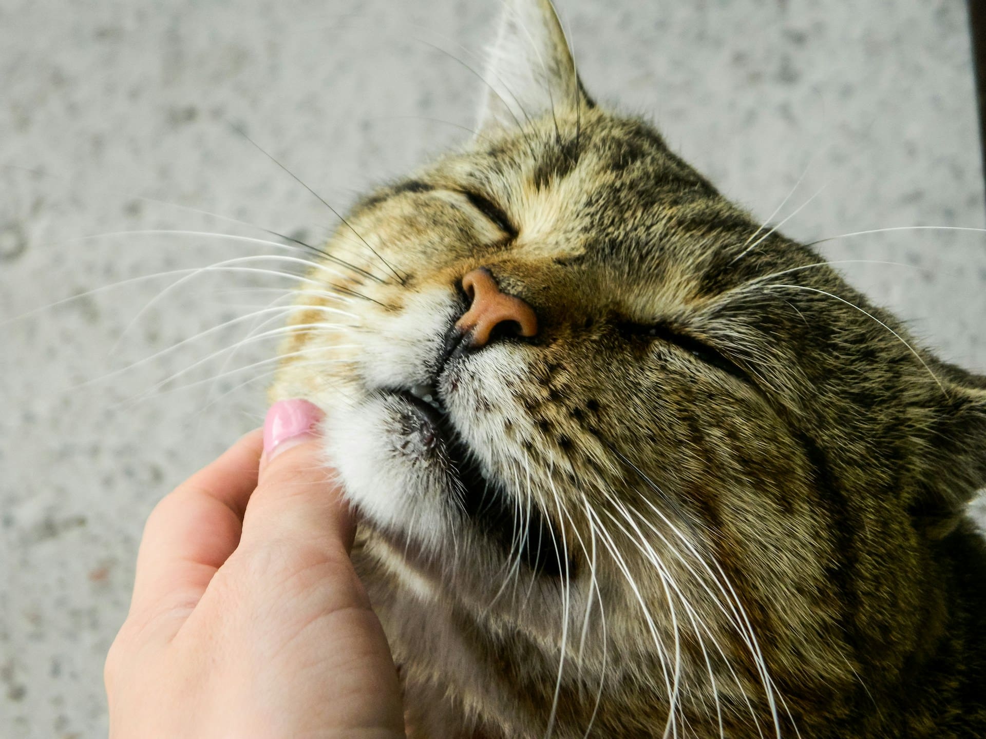 A person is petting a cat's chin/neck and the cat is smiling