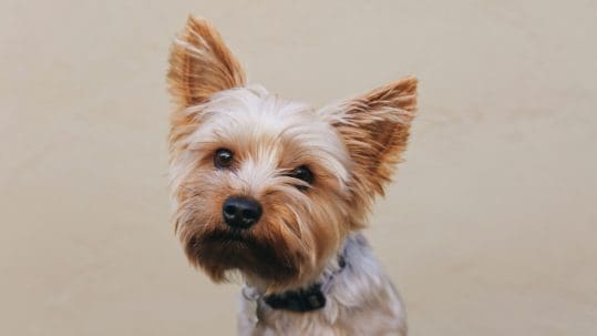 yorkshire terrier