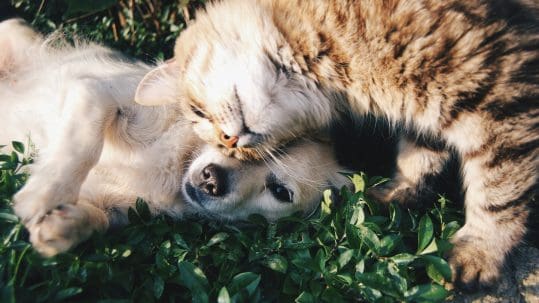 A dog is laying in the grass with a cat rubbing her head on the dog's face. Happy teeth = happy pets.
