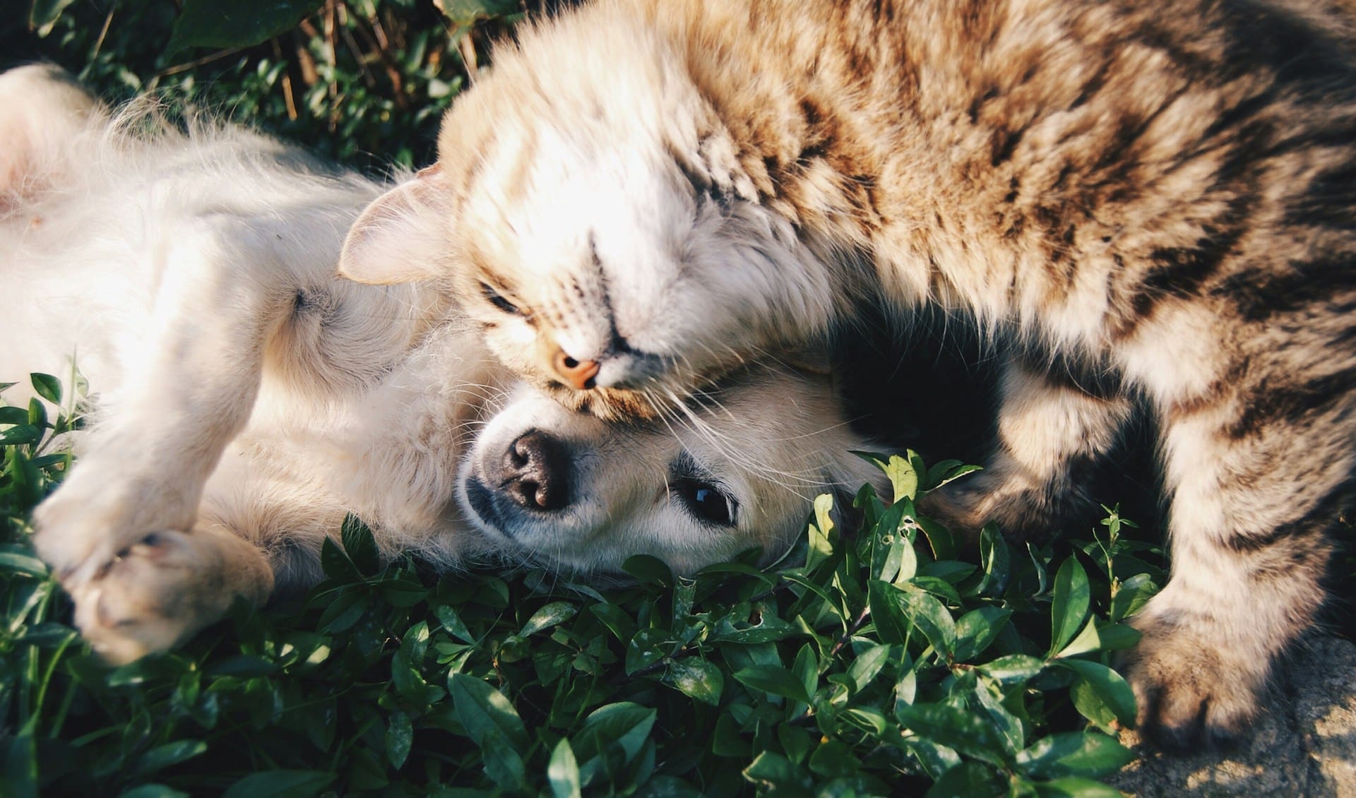 A dog is laying in the grass with a cat rubbing her head on the dog's face. Happy teeth = happy pets.
