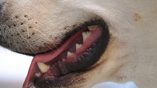 A side view of a dog's mouth while panting and you can see the dog's teeth.