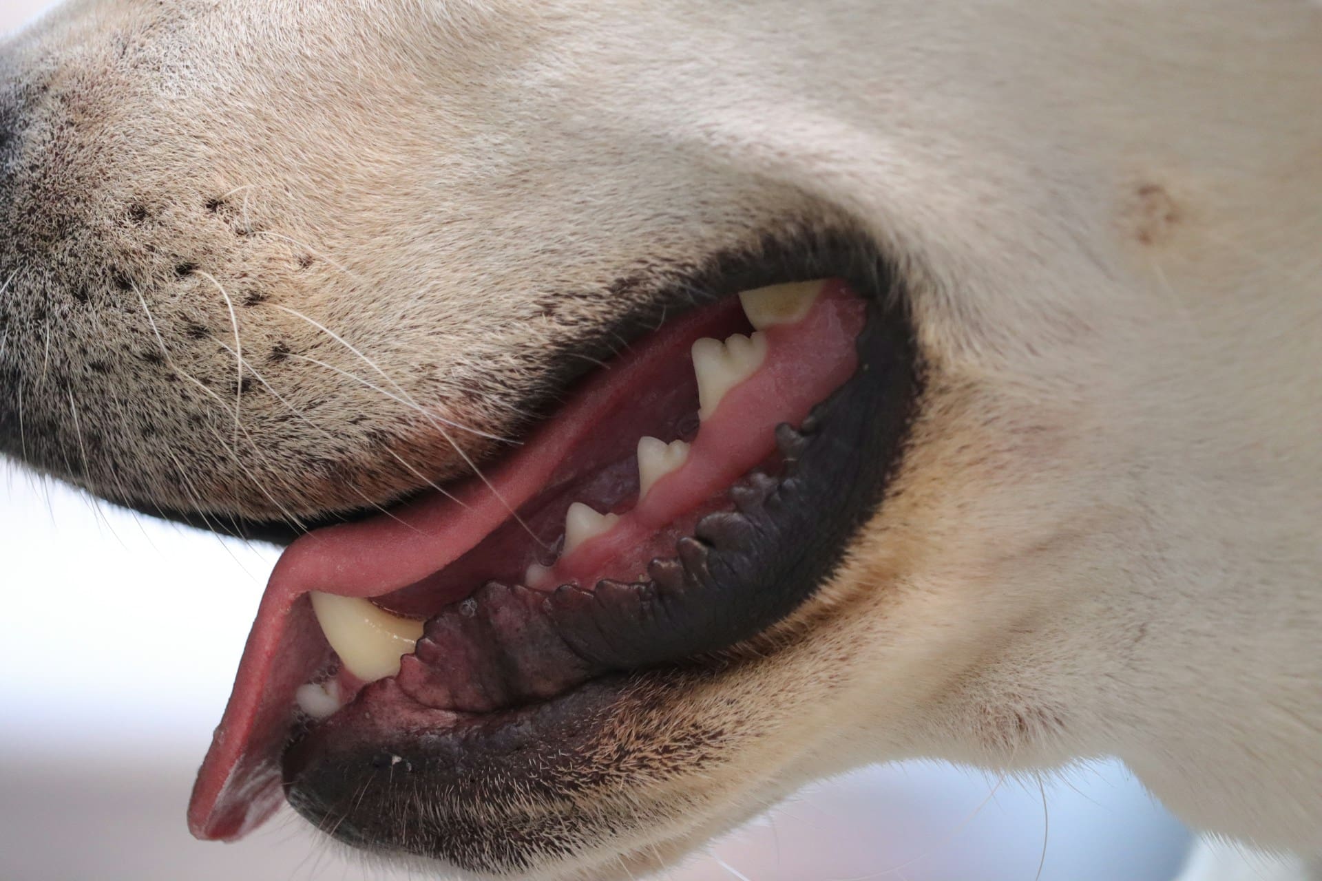 A side view of a dog's mouth while panting and you can see the dog's teeth.