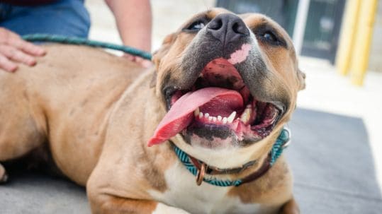 A happy dog getting loved on.