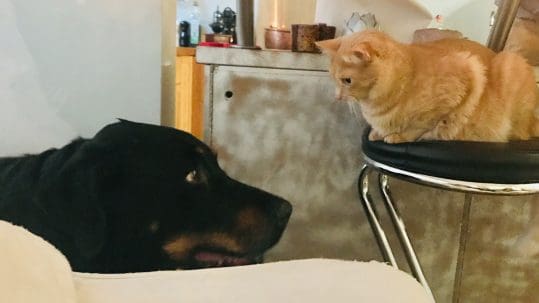 A black and brown dog and orange cat are looking at each other.