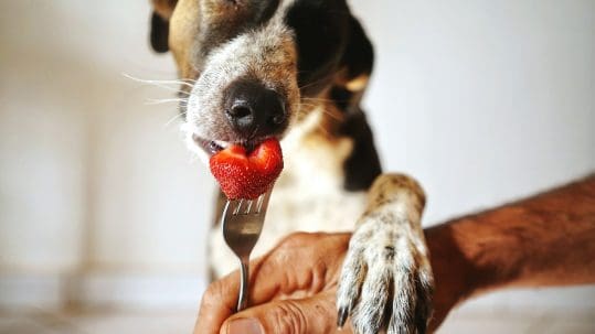 A dog is getting a treat from his owner, a strawberry on a fork.