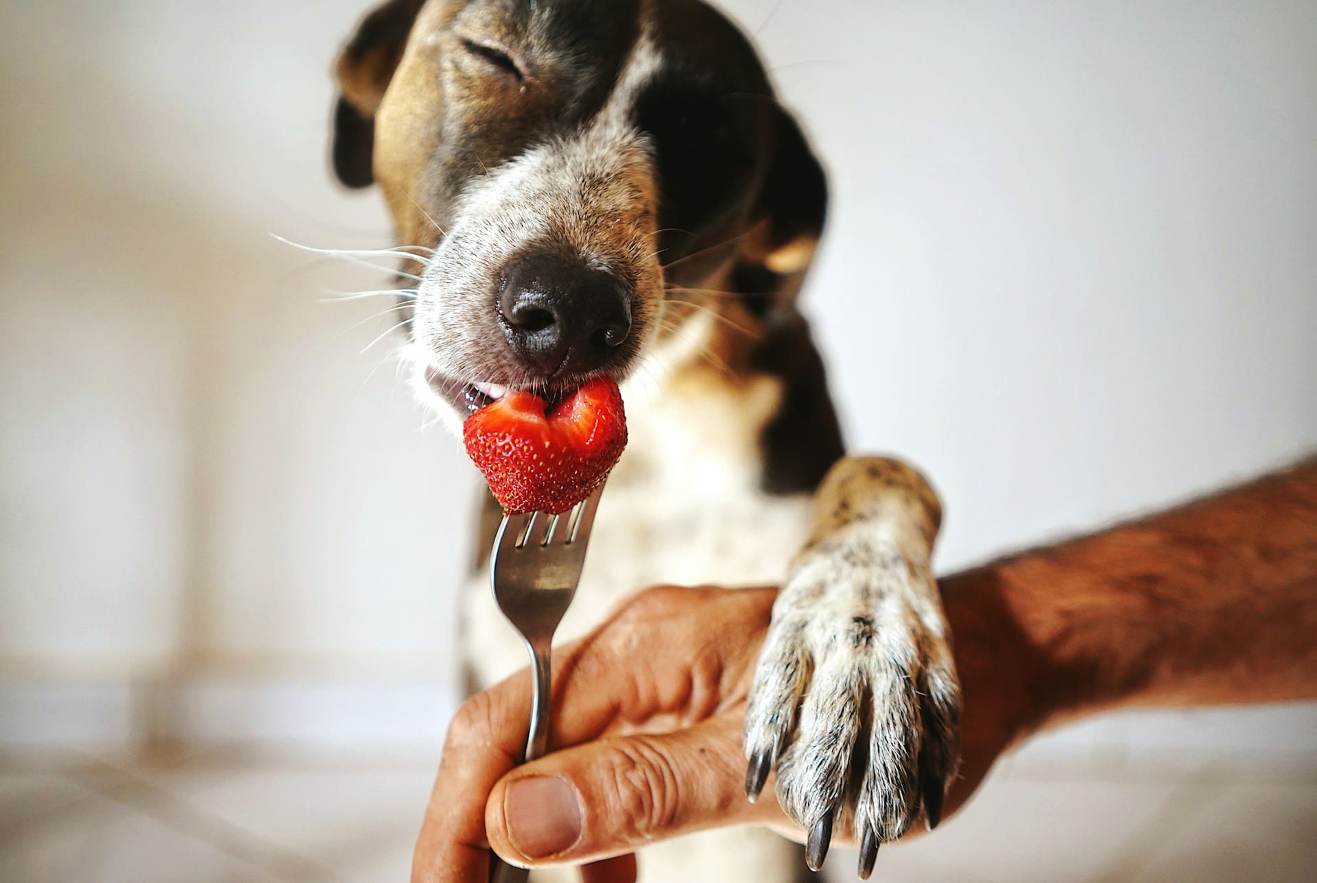 A dog is getting a treat from his owner, a strawberry on a fork.