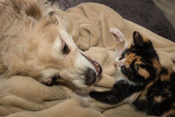 A dog and kitten are playing.