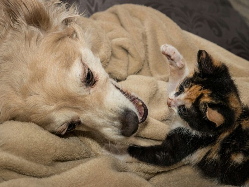 A dog and kitten are playing.