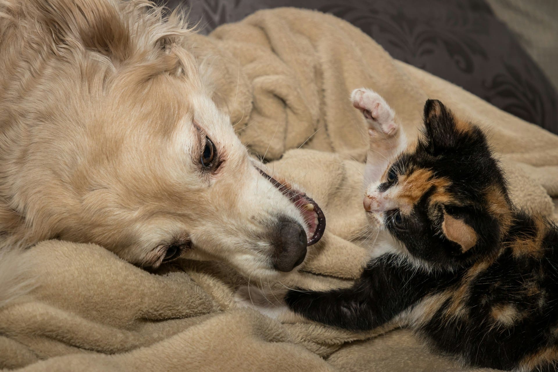 A dog and kitten are playing.