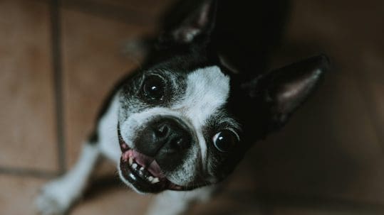 A dog is looking up at the camera smiling.