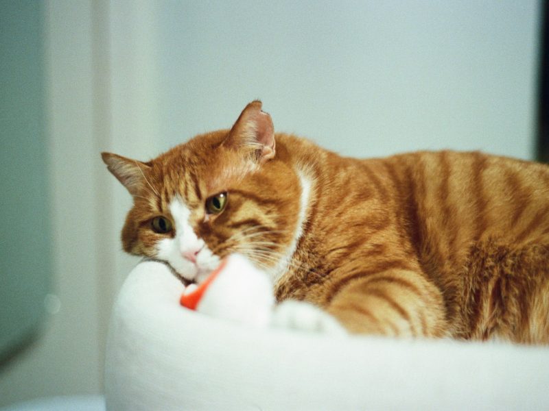 An orange and white cat is laying in his white cat bed.