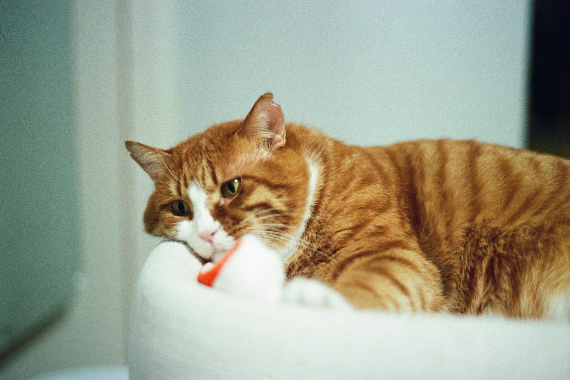 An orange and white cat is laying in his white cat bed.