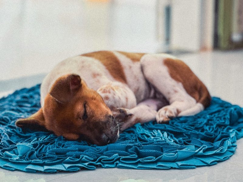 A puppy is sleeping on a blanket on the floor.