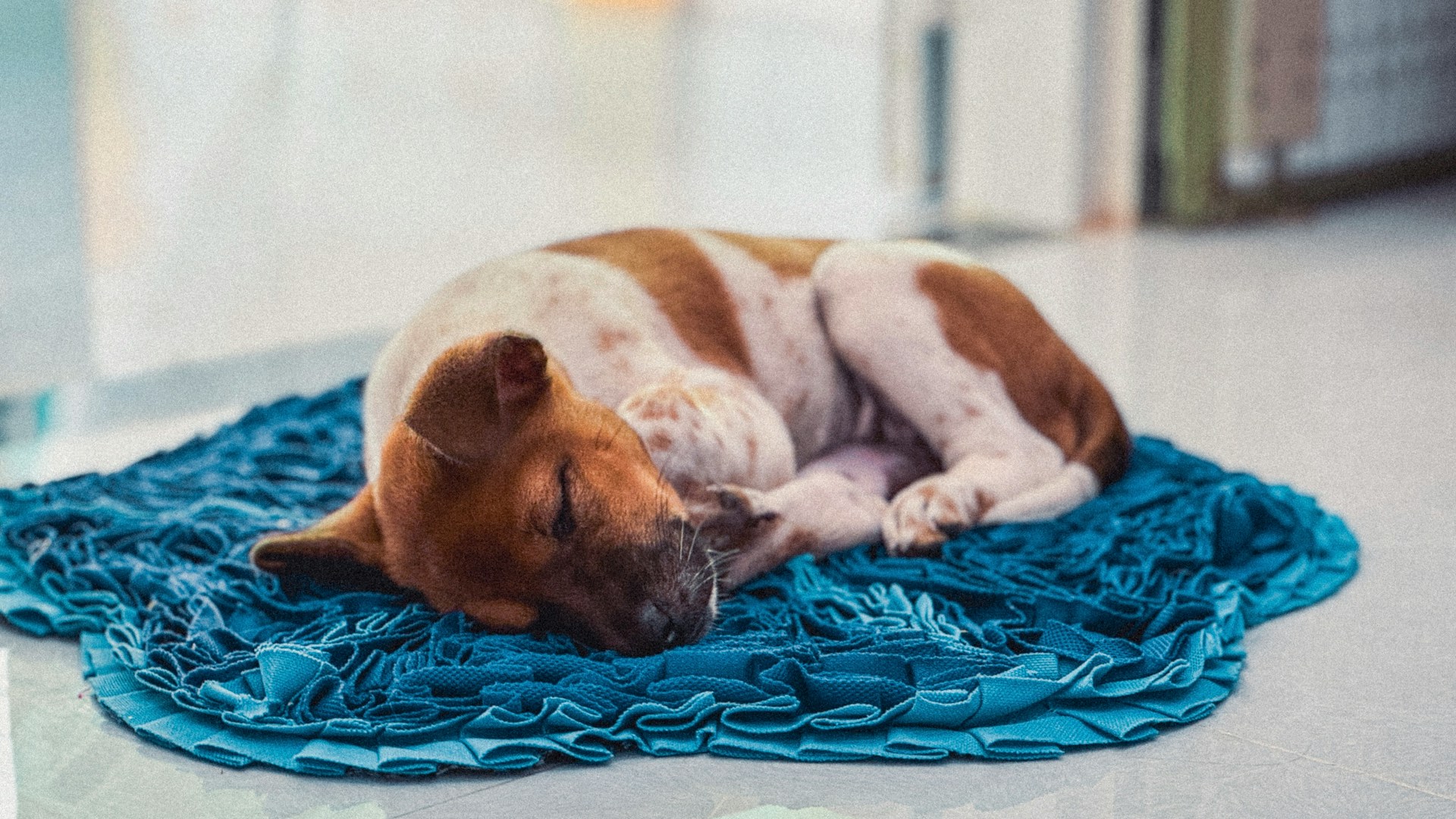 A puppy is sleeping on a blanket on the floor.