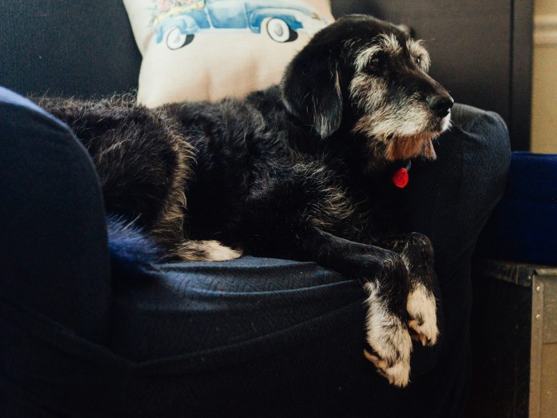 A senior dog is laying in a chair.