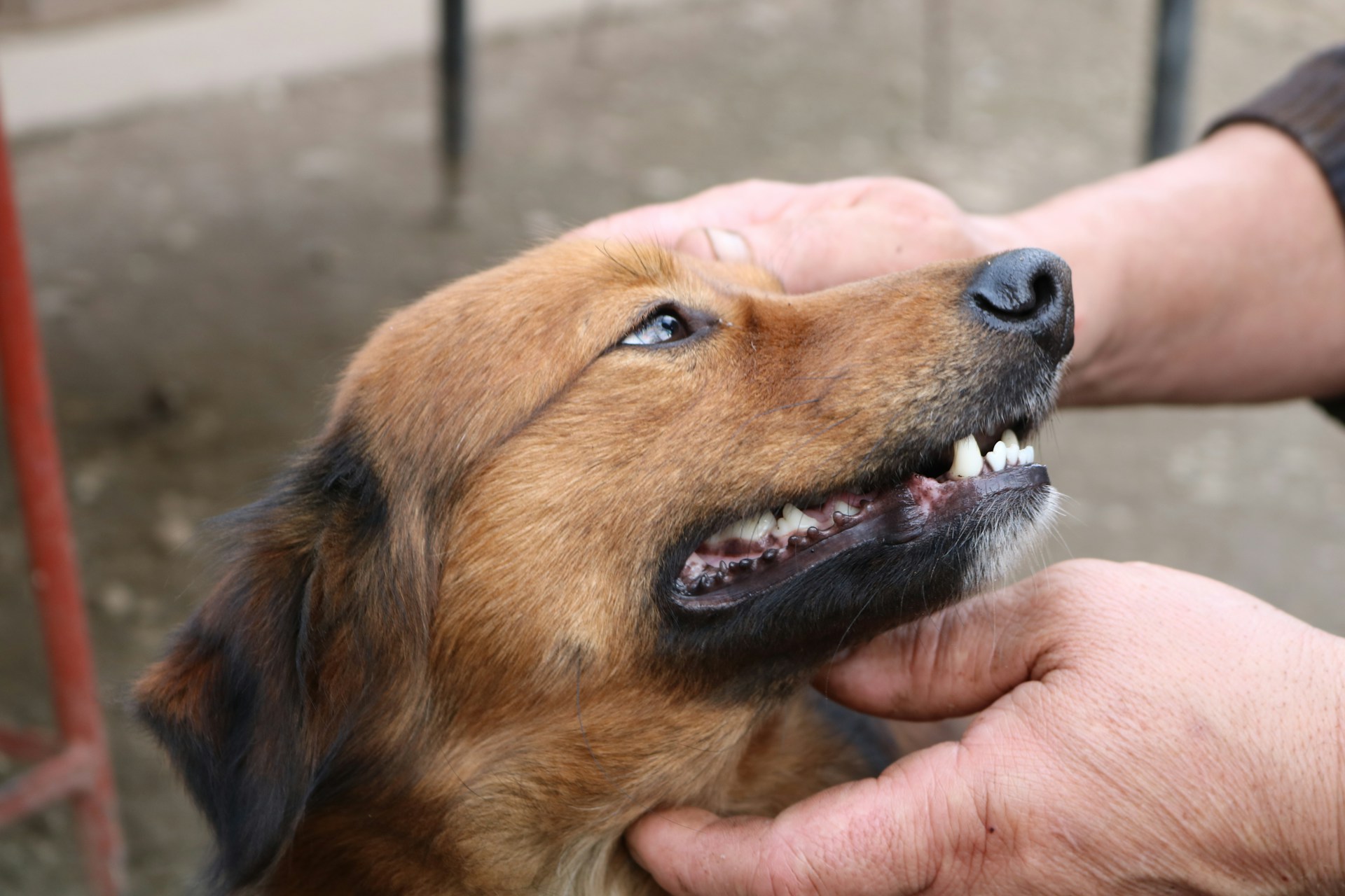 A person is petting a brown dog