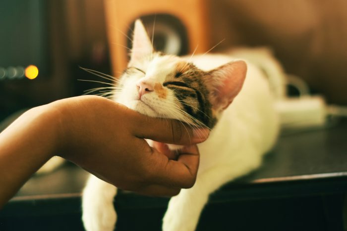 A cat is laying on a counter or table getting their chin scratched by their owner.