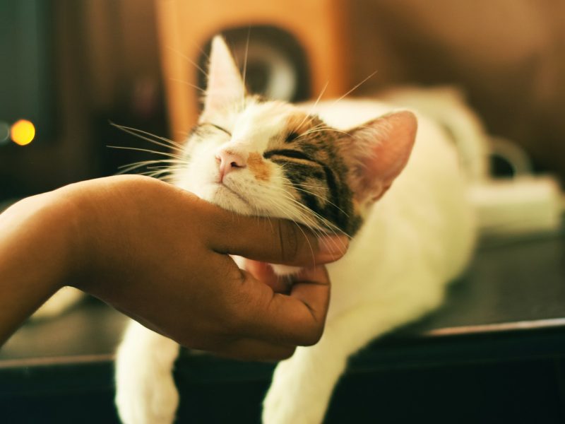 A cat is laying on a counter or table getting their chin scratched by their owner.