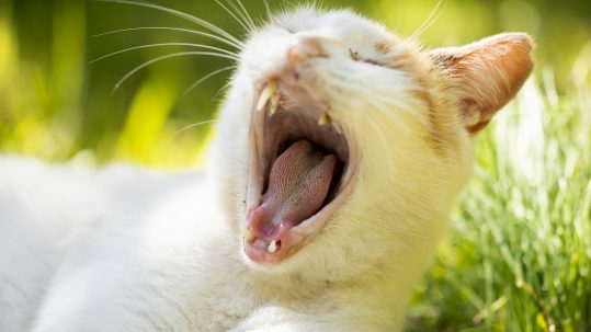 A cat is relaxing outside in the grass yawning