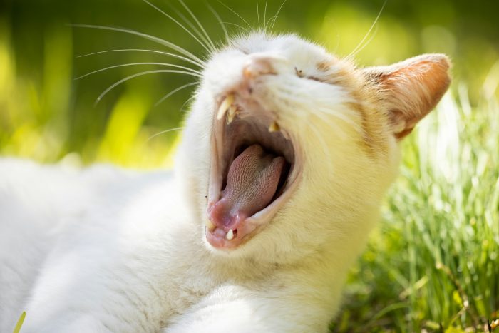 A cat is relaxing outside in the grass yawning
