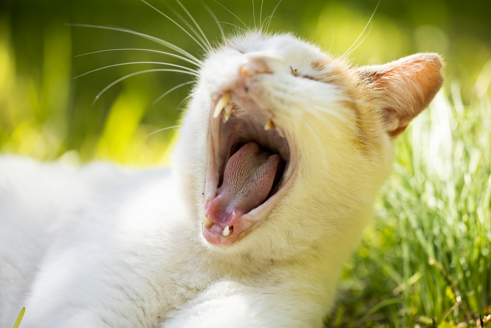 A cat is relaxing outside in the grass yawning